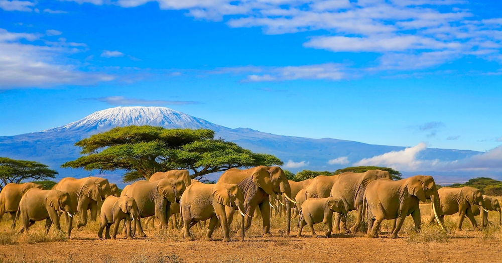 In Tanzania, a caccia di scatti fotografici e atmosfere selvagge nei più bei parchi faunistici dell’intera Africa